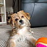puppy, dog, pet, animal, fluffy, small_dog, brown_fur, white_fur, sitting, portrait, cute, looking_at_camera, toy, ball, rug, carpet, indoor, living_room, chair, home