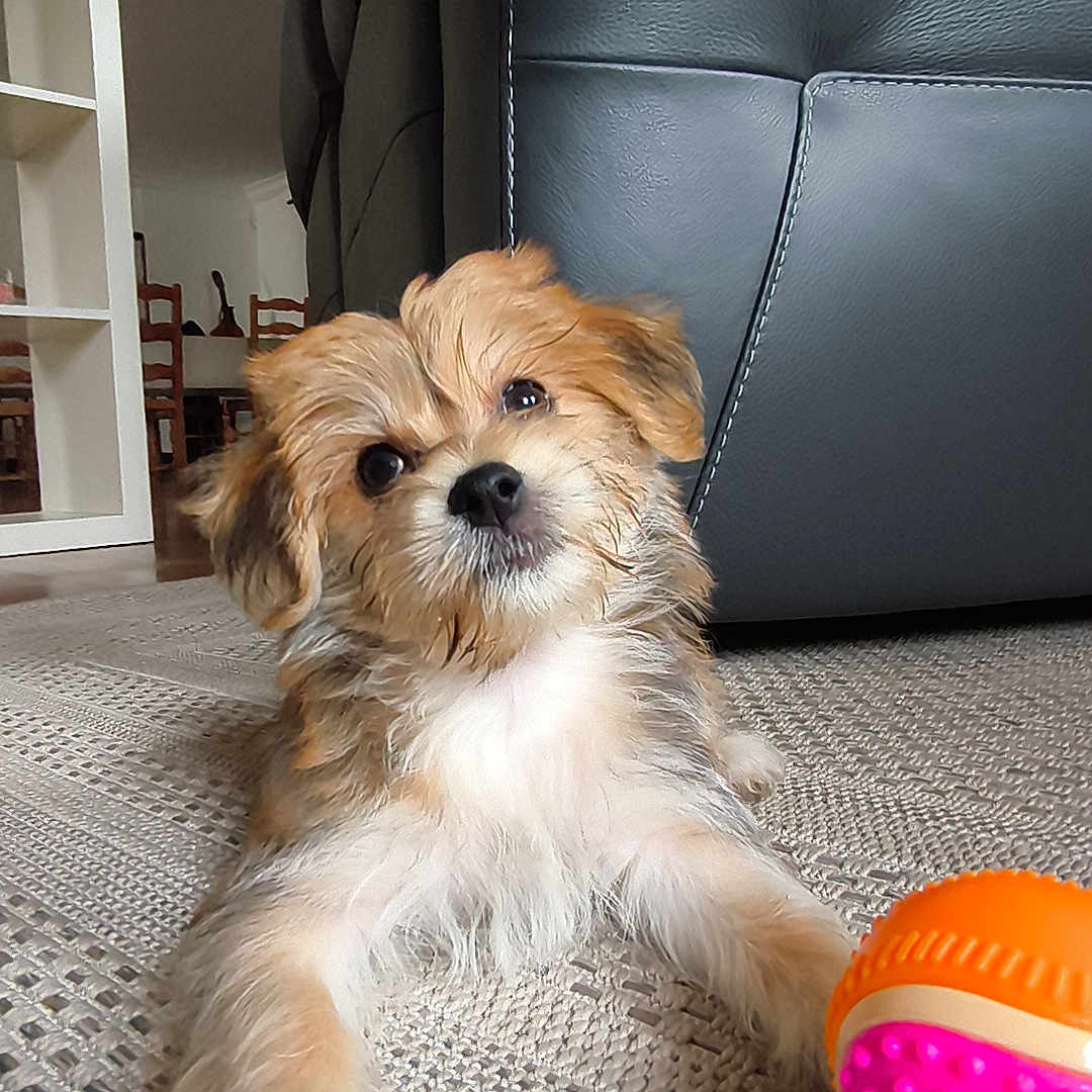 Brioche a rejoint le concours — aidez-le/la à gagner de superbes lots ! puppy, dog, pet, animal, fluffy, small_dog, brown_fur, white_fur, sitting, portrait, cute, looking_at_camera, toy, ball, rug, carpet, indoor, living_room, chair, home