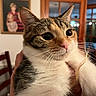 animal, blurred_background, cat, close_up, cozy, curious, cute, domestic, ears, face, framed_picture, fur, holding, home, indoor, person_hand, pet, pink_nose, whiskers, wooden_door