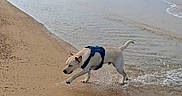 Voyou participe au concours pour gagner de l'argent avec cette photo : dog, beach, sand, water, ocean, sky, cloudy, harness, animal, playful, splash, outdoor, nature, shore, canine, walking, vacation, daytime, wet, fun