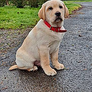 Voyou a rejoint le concours — aidez-le/la à gagner de superbes lots ! animal, calm, cloudy_sky, collar, cute, dog, grass, labrador, nature, outdoor, pavement, pet, puppy, red_collar, sitting, trees, wet_path, wooden_shelter, yellow_labrador, young_dog
