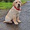 animal, calm, cloudy_sky, collar, cute, dog, grass, labrador, nature, outdoor, pavement, pet, puppy, red_collar, sitting, trees, wet_path, wooden_shelter, yellow_labrador, young_dog