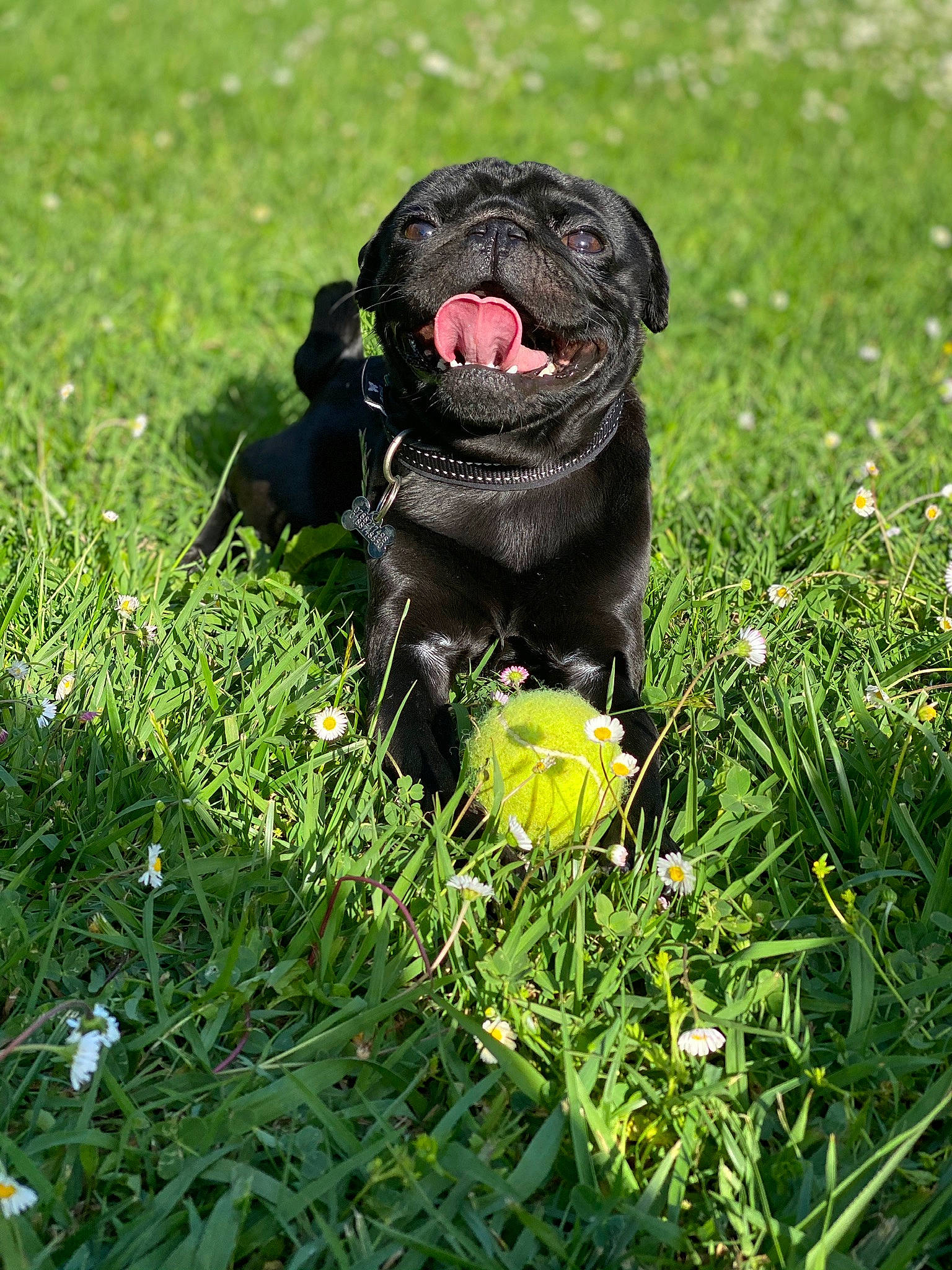 Syd a rejoint le concours — aidez-le/la à gagner de superbes lots ! canidae, carnivore, companion_dog, dog, dog_breed, grass, labrador_retriever, mammal, plant, pug, puppy, sporting_group, vertebrate