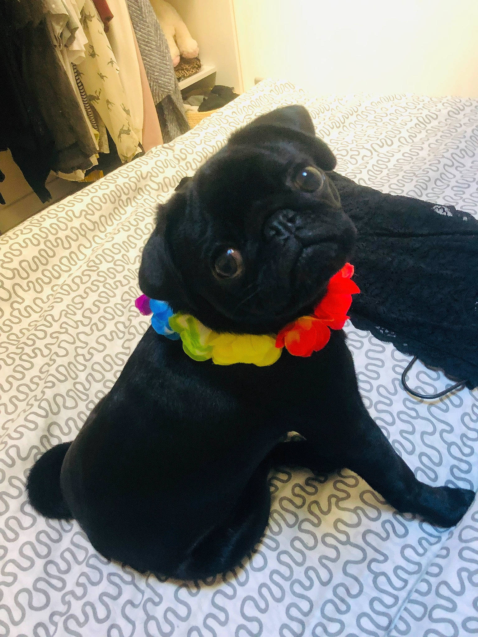 Syd participe au concours pour gagner de l'argent avec cette photo : beagador, canidae, carnivore, companion_dog, dog, dog_breed, dog_clothes, dog_collar, fawn, pug, puggle, puppy, snout, sporting_group, toy_dog