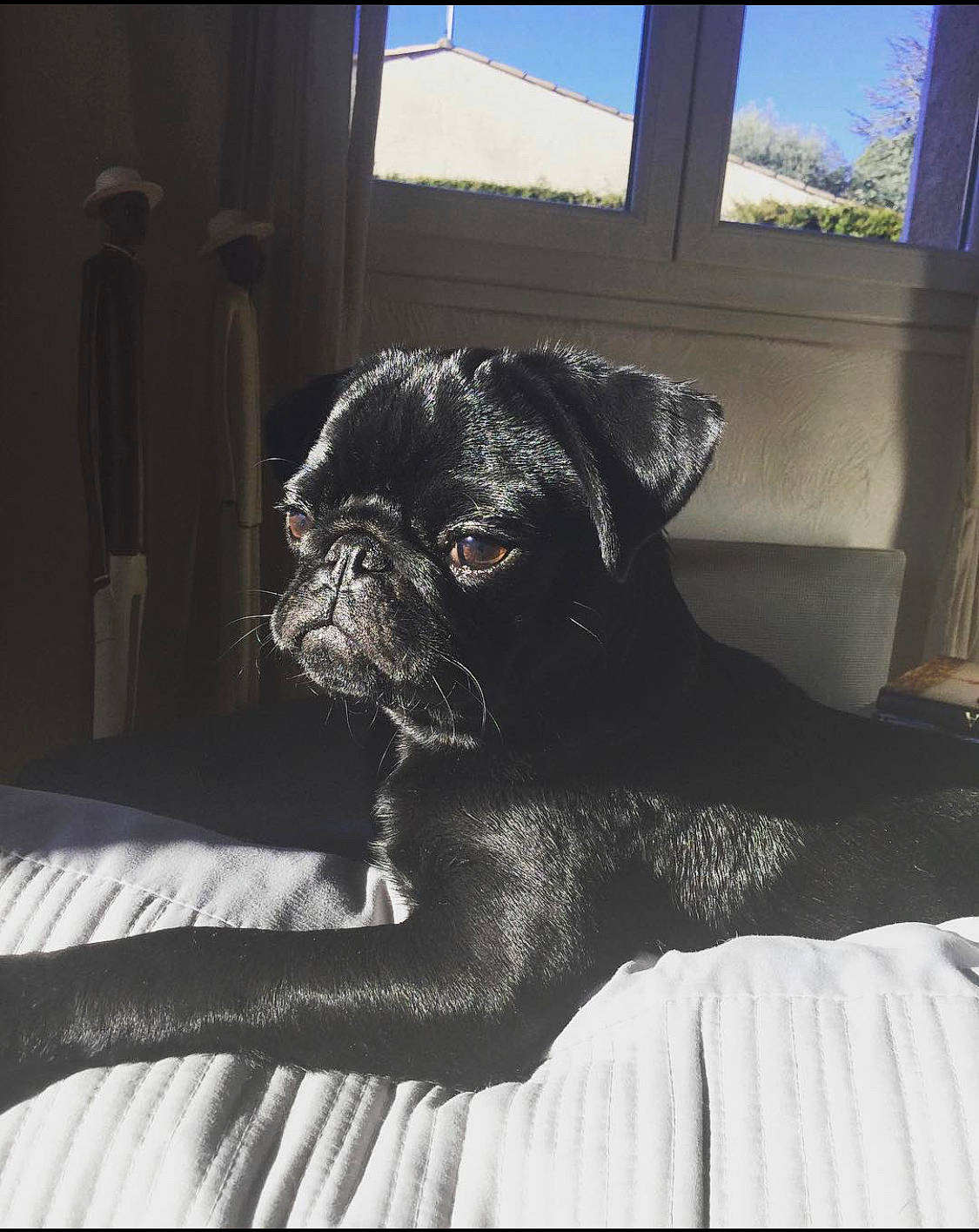 Syd participe au concours pour gagner de l'argent avec cette photo : canidae, carnivore, companion_dog, dog, dog_breed, eye, fawn, mammal, pug, puggle, puppy, snout, sporting_group, toy_dog, vertebrate, whiskers