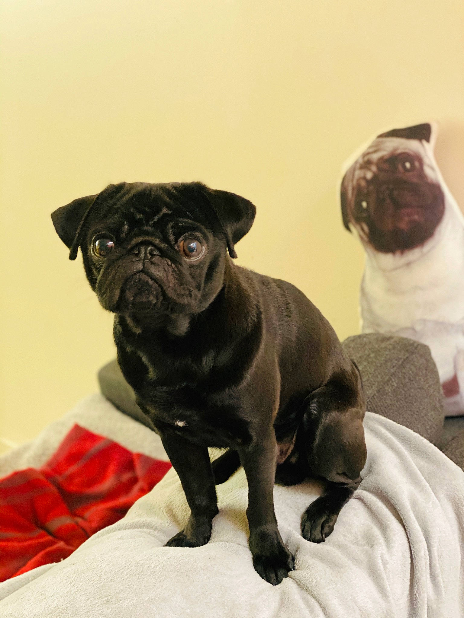 Syd a rejoint le concours — aidez-le/la à gagner de superbes lots ! canidae, carnivore, companion_dog, dog, dog_breed, fawn, french_bulldog, mammal, non_sporting_group, pug, puppy, rare_breed_dog, snout, sporting_group, toy_bulldog, toy_dog, vertebrate