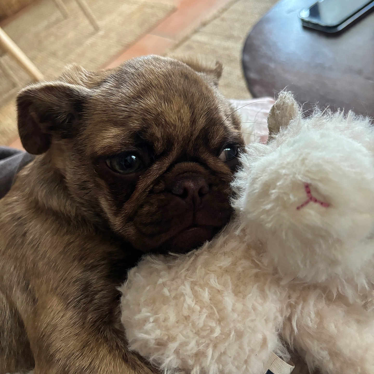 Leon a rejoint le concours — aidez-le/la à gagner de superbes lots ! puppy, dog, stuffed_animal, cuddling, brindle, indoor, closeup, soft_light, toy, cute, pet, furry, comfort, brown, small_dog, adorable, cozy, animal, snuggle, companion