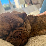 Leon a rejoint le concours — aidez-le/la à gagner de superbes lots ! dog, sleeping, brown, close_up, wrinkled_face, pet, cozy, indoor, soft_surface, relaxation, animal, companion, cute, napping, calm, hand, window, natural_light, fur, resting