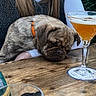 Leon participe au concours pour gagner de l'argent avec cette photo : dog, puppy, pug, sleeping, orange_collar, wooden_table, cocktail_glass, drink, person, long_hair, vest, outdoor, resting, pet, animal, tabletop, glassware, relaxation, casual, companionship