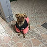 dog, brindle, jacket, pink_clothing, black_clothing, pet, canine, outdoor, night, patio, tile_floor, looking_up, small_dog, cute, animal, fur, ears, paws, expression, standing