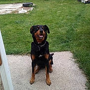 Bandy participe au concours pour gagner de l'argent avec cette photo : austrian_black_and_tan_hound, canidae, carnivore, dog, dog_breed, guard_dog, hellenikos_ichnilatis, huntaway, hunting_dog, lithuanian_hound, mammal, montenegrin_mountain_hound, pinscher, polish_hunting_dog, rottweiler, sporting_group, transylvanian_hound, tyrolean_hound, vertebrate, working_dog