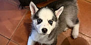 Aïka participe au concours pour gagner de l'argent avec cette photo : adorable, animal, blue_eyes, cute, dog, domestic_animal, ears, fur, fur_pattern, husky, indoors, looking_up, lying_down, mammal, pet, puppy, small, tile_floor, whiskers, young