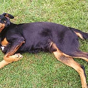 Bandynou participe au concours pour gagner de l'argent avec cette photo : austrian_black_and_tan_hound, beauceron, black_and_tan_terrier, canidae, carnivore, dog, dog_breed, german_pinscher, guard_dog, huntaway, hunting_dog, lithuanian_hound, mammal, pinscher, rare_breed_dog, smaland_hound, transylvanian_hound, tyrolean_hound, vertebrate, working_dog