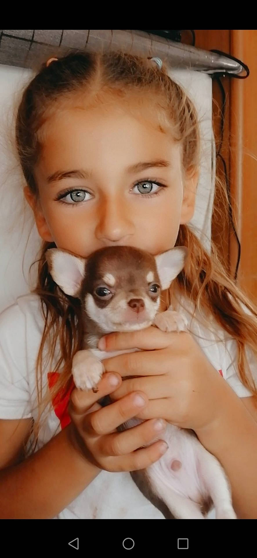 Celena participe au concours pour gagner de l'argent avec cette photo : canidae, carnivore, cheek, chihuahua, child, companion_dog, dog, dog_breed, eye, fawn, nose, person, puppy, puppy_love, skin, smile, snout