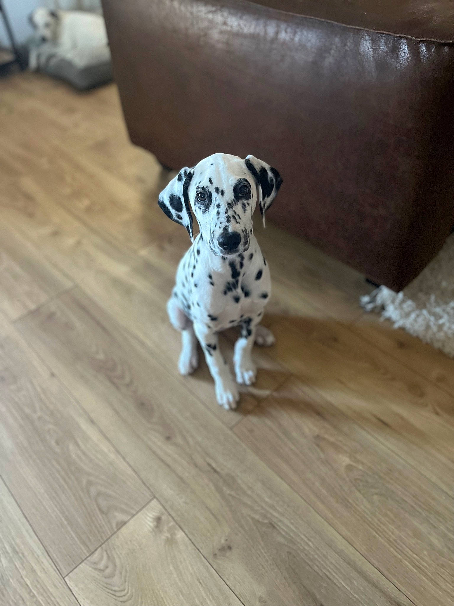 Thaïs participe au concours pour gagner de l'argent avec cette photo : carnivore, comfort, companion_dog, couch, dalmatian, dog, dog_breed, fawn, floor, flooring, grey, hardwood, laminate_flooring, snout, tail, terrestrial_animal, toy_dog, wood, wood_stain, working_animal