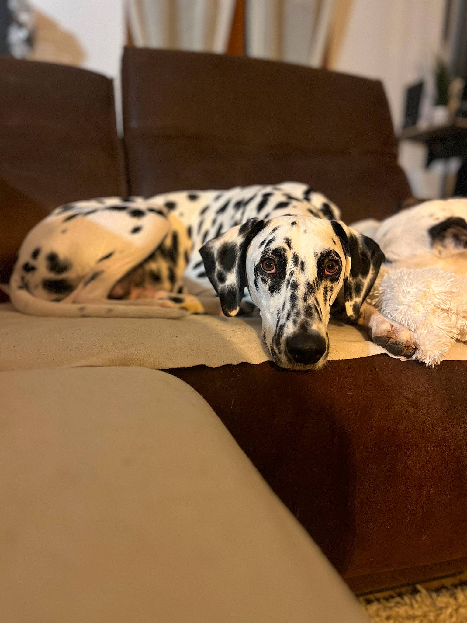 Thaïs participe au concours pour gagner de l'argent avec cette photo : canidae, carnivore, comfort, companion_dog, dalmatian, dog, dog_breed, earless_seal, fawn, fur, metal, non_sporting_group, rectangle, snout, sporting_group, terrestrial_animal, toy, whiskers, wood, working_animal