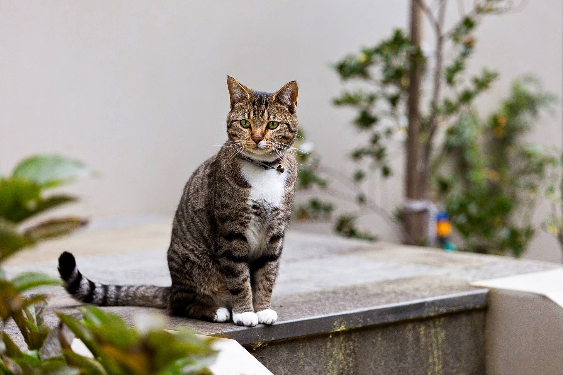 Sophia Rose joined the competition — help win amazing prizes! carnivore, cat, domestic_short_haired_cat, felidae, fur, grass, grey, paw, plant, sitting, small_to_medium_sized_cats, snout, tail, terrestrial_animal, tree, whiskers, wildlife, wood