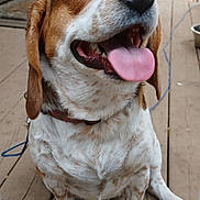 Bailey joined the competition — help win amazing prizes! dog, beagle, tongue_out, happy, outdoor, wooden_deck, fence, yard, pet, canine, smiling, sitting, brown_and_white, collar, daylight, animal, domestic_animal, cute, closeup, nature