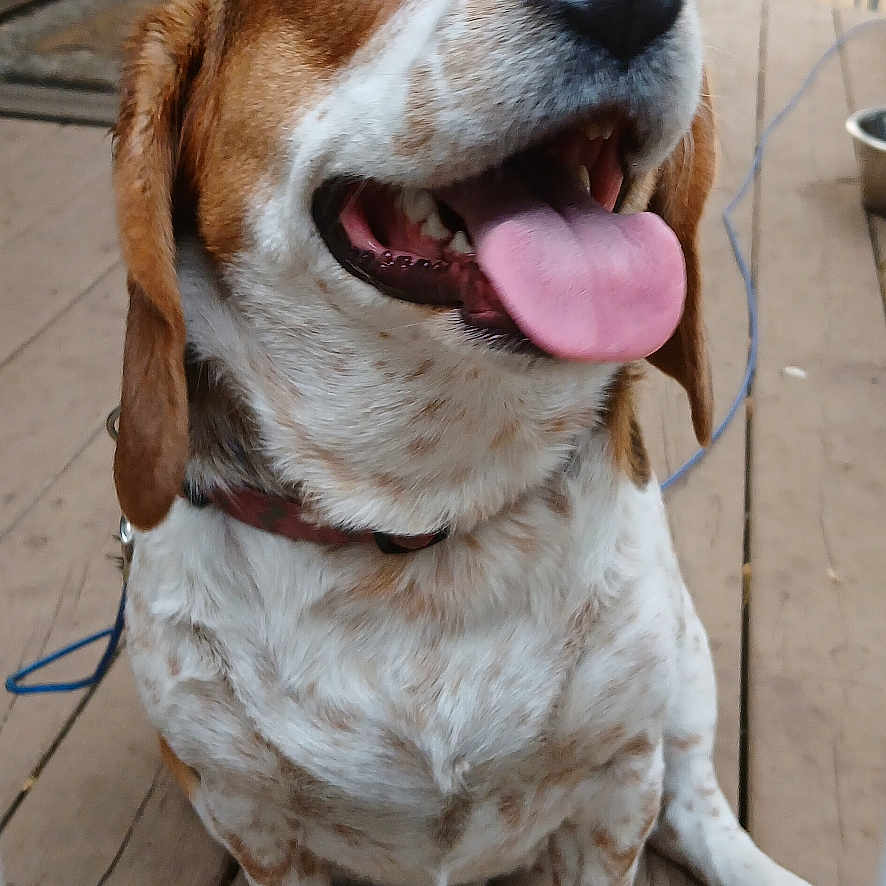 Bailey