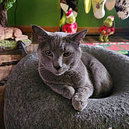 Rizzo joined the competition — help win amazing prizes! cat, gray_cat, pet, animal, cozy_bed, donut_bed, indoor, holiday_decorations, grinch_figures, stockings, green_wall, relaxed, feline, fur, whiskers, ears, paws, table, home, decor