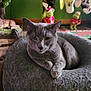 cat, gray_cat, pet, animal, cozy_bed, donut_bed, indoor, holiday_decorations, grinch_figures, stockings, green_wall, relaxed, feline, fur, whiskers, ears, paws, table, home, decor