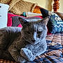 Rizzo is registered to the contest to win money with this photo: animal, bedroom, blanket, cat, comfort, cozy, domestic, ears, feline, fur, gray_cat, indoor, knitted_blanket, pet, pillow, quilt, relaxed, resting, whiskers, wooden_bedpost