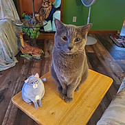 Rizzo is registered to the contest to win money with this photo: animal, cat, cozy, cute, decor, fan, flooring, furniture, giraffe_lamp, gray_cat, home, indoor, lamp, living_room, pet, plush_toy, seated_cat, stuffed_animal, tabletop, wooden_table