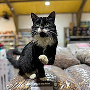 Sweep joined the competition — help win amazing prizes! cat, tuxedo_cat, pet_store, dog_food, bag, meaty_mix, animal, curious, black_and_white, whiskers, paw, indoor, shelf, blurred_background, feline, store_aisle, pet_supplies, close_up, playful, raised_paw