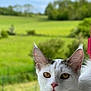 Luna participe au concours pour gagner de l'argent avec cette photo : cat, white_cat, close_up, animal, pet, ears, eyes, pink_nose, fur, outdoor, nature, greenery, blurred_background, field, curious, portrait, mammal, whiskers, domestic_cat, feline