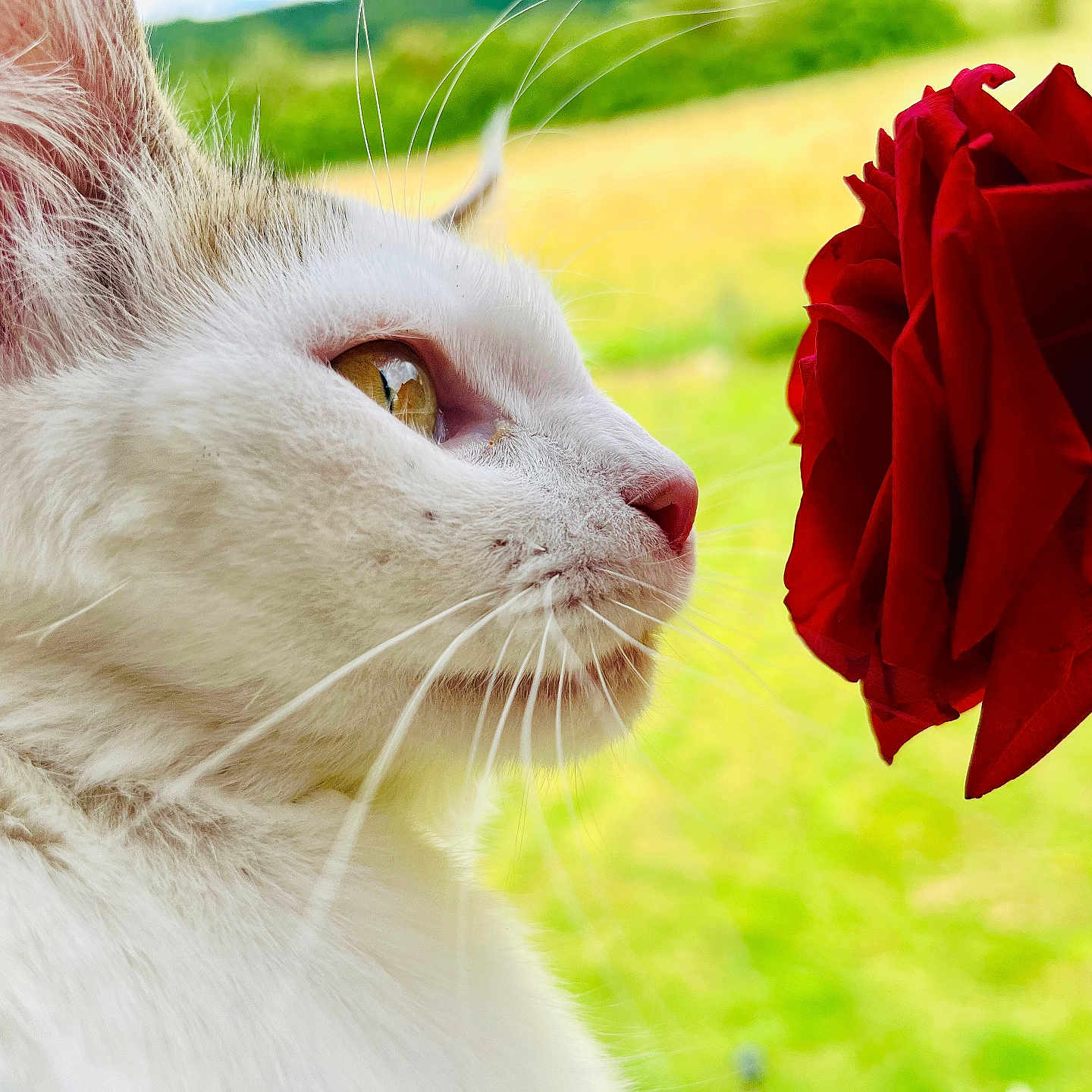Luna participe au concours pour gagner de l'argent avec cette photo : animal, blurred_background, cat, close_up, curious, feline, flora, flower, green_background, nature, outdoor, pet, plant, profile, red_flower, rose, sniffing, soft_light, whiskers, white_cat