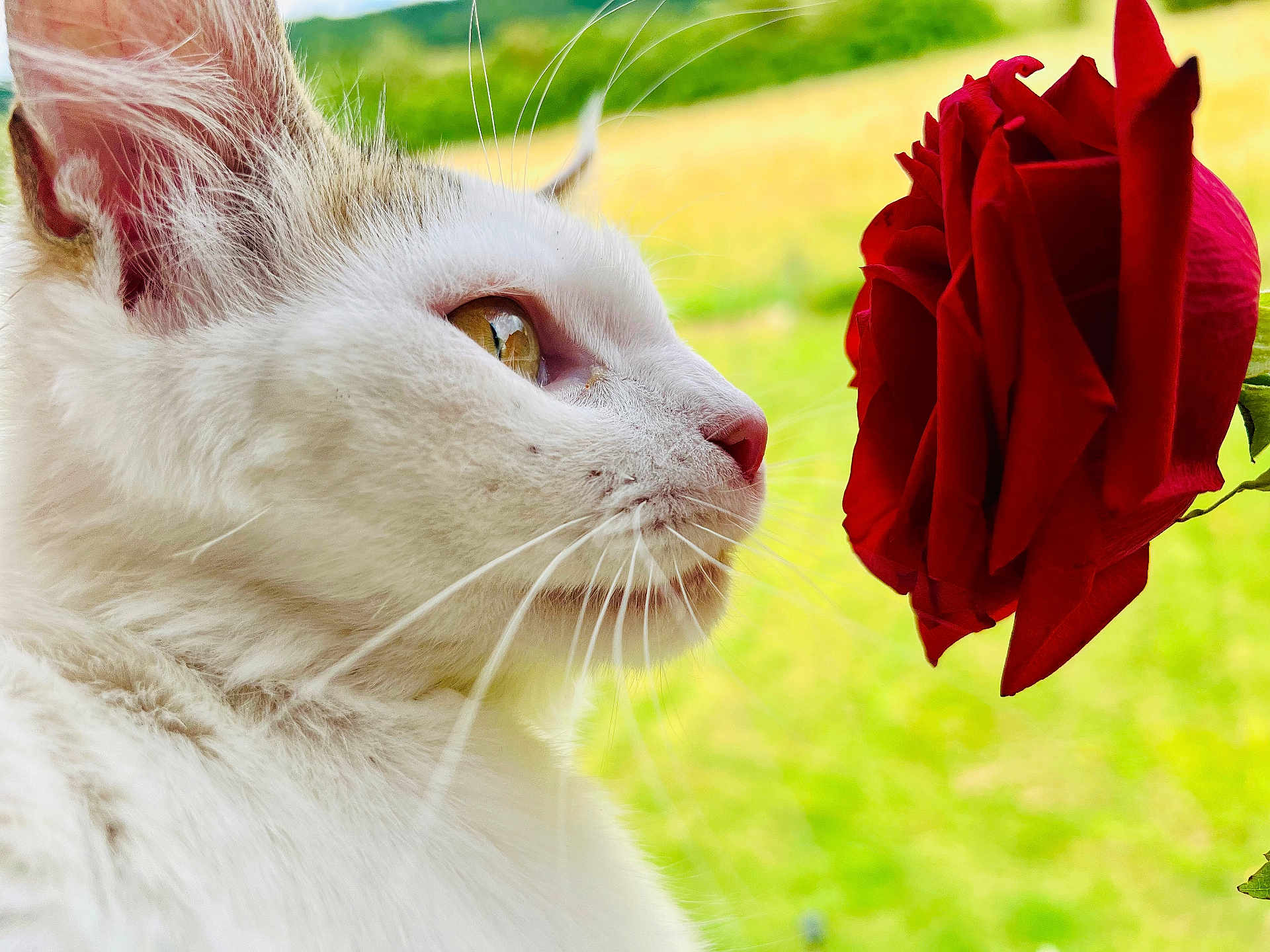 Luna participe au concours pour gagner de l'argent avec cette photo : cat, white_cat, rose, flower, close_up, profile, whiskers, curious, nature, green_background, red_flower, pet, animal, outdoor, soft_light, flora, plant, feline, sniffing, blurred_background