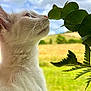 cat, white_cat, animal, pet, whiskers, fur, leaf, greenery, nature, outdoor, sky, clouds, close_up, profile, curious, sniffing, branch, grass, field, daylight