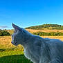 Luna participe au concours pour gagner de l'argent avec cette photo : cat, white_cat, side_profile, outdoor, nature, field, grass, blue_sky, sunlight, animal, pet, fur, daylight, landscape, serene, peaceful, mammal, wildlife, looking_away, scenery