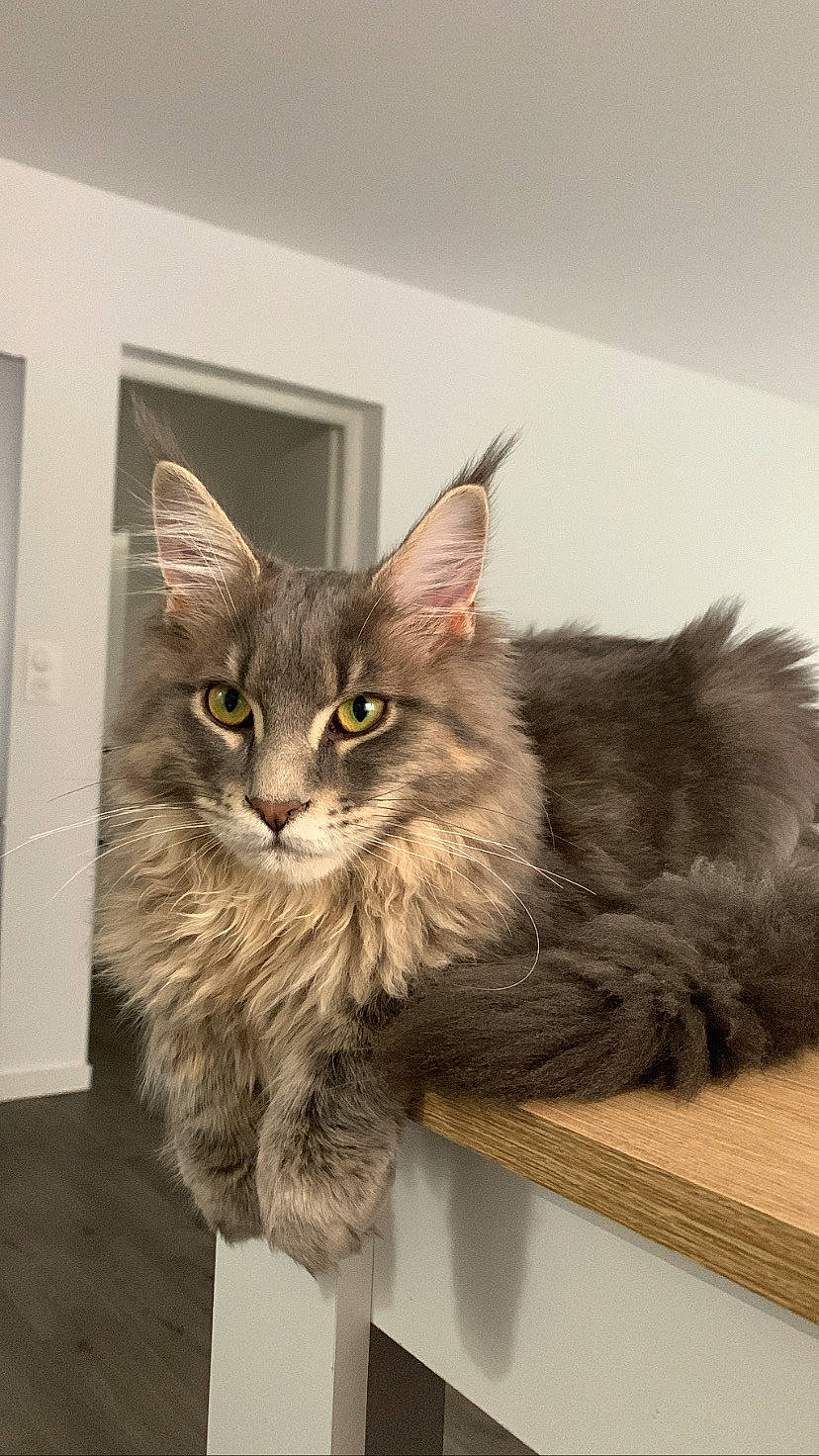 Sinbad a rejoint le concours — aidez-le/la à gagner de superbes lots ! british_longhair, carnivore, cat, claw, domestic_short_haired_cat, felidae, fur, maine_coon, paw, siberian, small_to_medium_sized_cats, snout, tail, terrestrial_animal, whiskers, wood