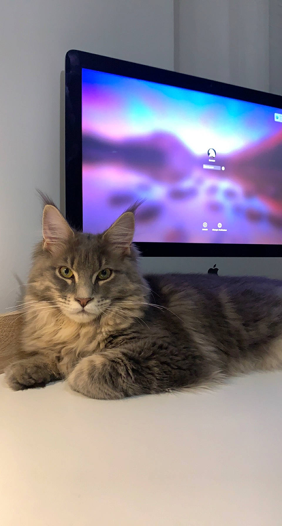 Sinbad participe au concours pour gagner de l'argent avec cette photo : carnivore, cat, computer, computer_hardware, computer_monitor, computer_monitor_accessory, display_device, domestic_short_haired_cat, electronic_device, felidae, flat_panel_display, gadget, led_backlit_lcd_display, multimedia, output_device, peripheral, personal_computer, small_to_medium_sized_cats, television_set, whiskers