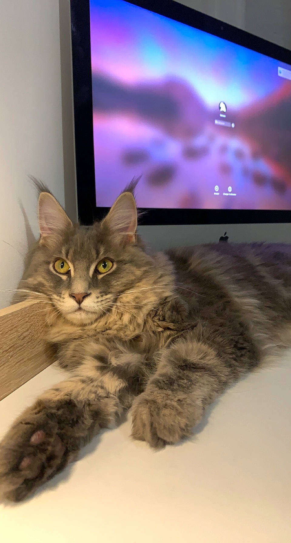 Sinbad a rejoint le concours — aidez-le/la à gagner de superbes lots ! carnivore, cat, claw, comfort, computer, display_device, domestic_short_haired_cat, felidae, flat_panel_display, fur, gadget, led_backlit_lcd_display, multimedia, output_device, paw, personal_computer, small_to_medium_sized_cats, snout, tail, whiskers