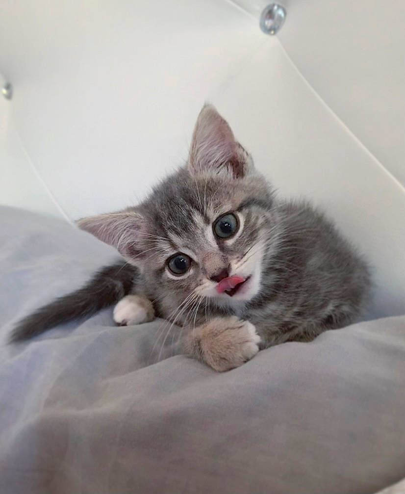 Ornita participe au concours pour gagner de l'argent avec cette photo : carnivore, cat, claw, comfort, domestic_short_haired_cat, felidae, fur, grey, paw, small_to_medium_sized_cats, tail, whiskers