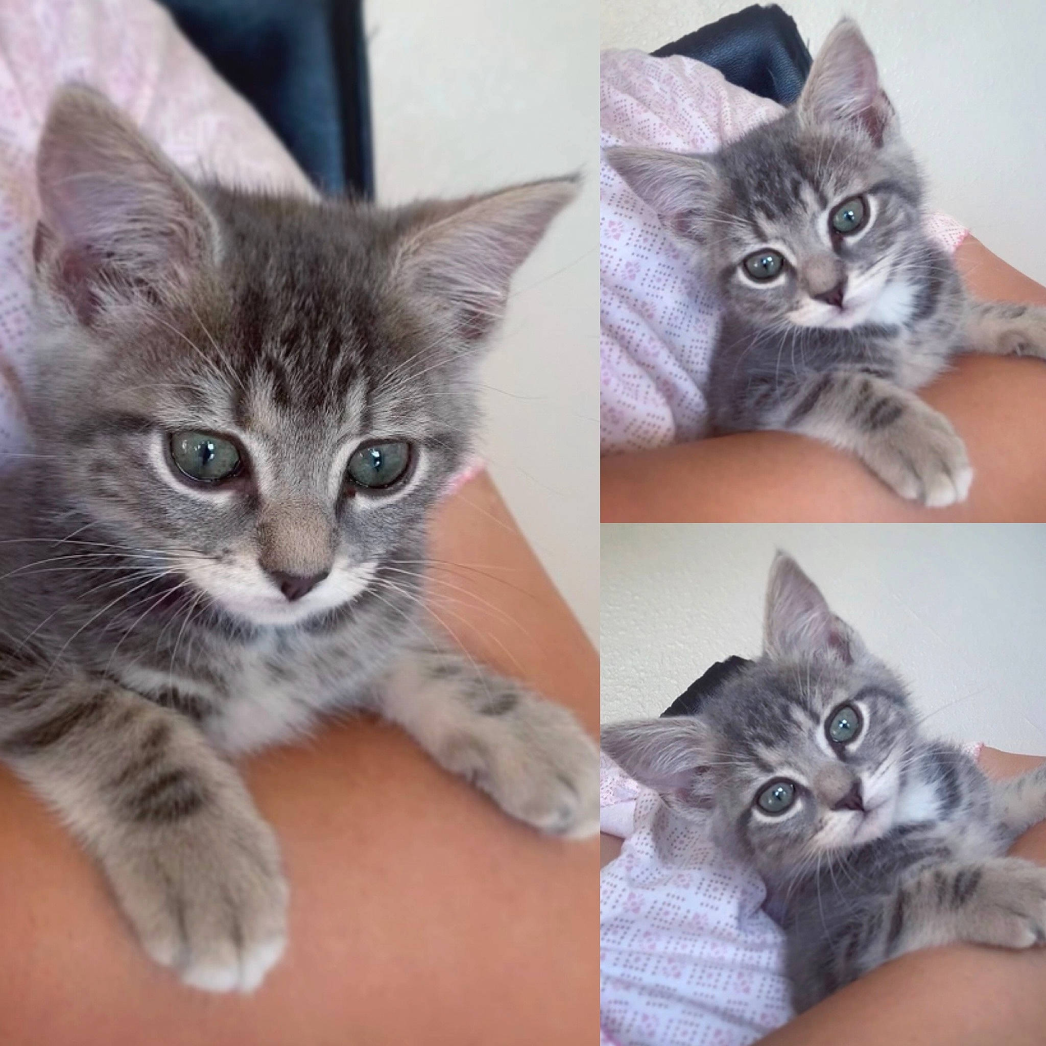 Ornita a rejoint le concours — aidez-le/la à gagner de superbes lots ! bed, carnivore, cat, claw, comfort, domestic_short_haired_cat, ear, felidae, fur, gesture, grey, mammal, paw, photo_caption, small_to_medium_sized_cats, tail, vertebrate, whiskers, window