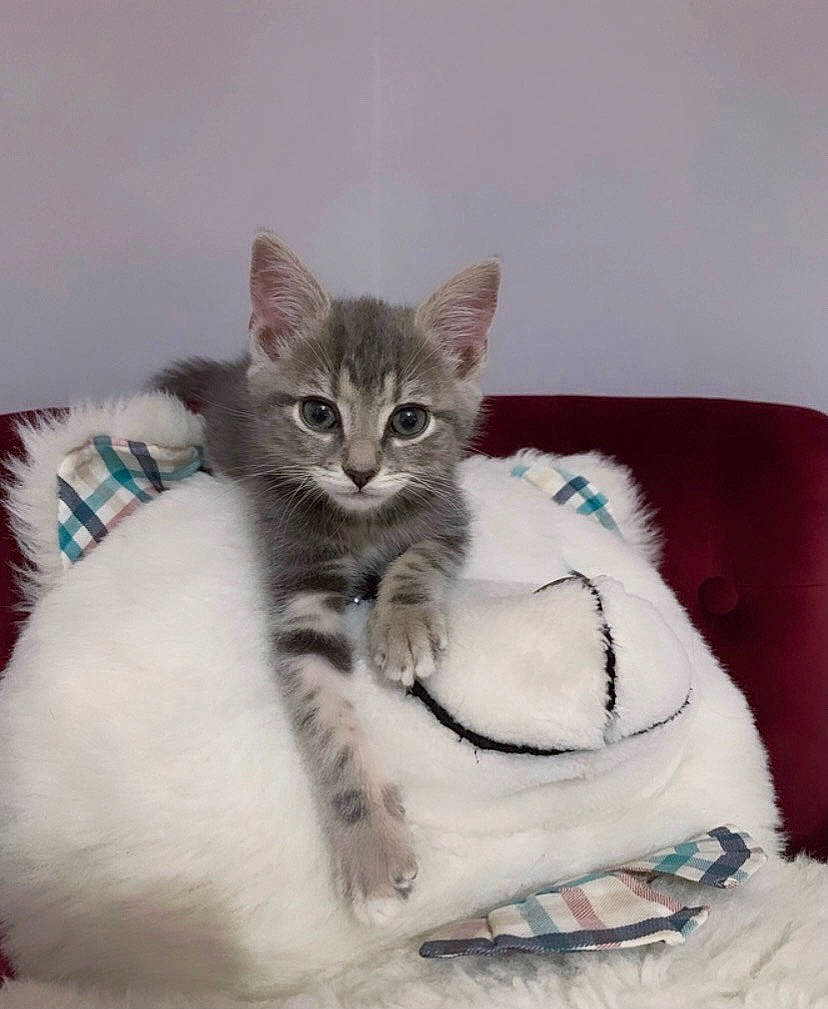 Ornita participe au concours pour gagner de l'argent avec cette photo : bed, carnivore, cat, cat_bed, cat_furniture, cat_supply, claw, comfort, couch, domestic_short_haired_cat, felidae, fur, iris, paw, sitting, small_to_medium_sized_cats, tail, whiskers