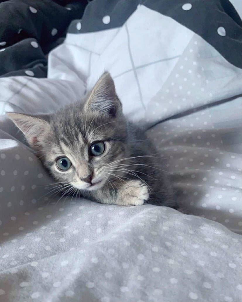 Ornita participe au concours pour gagner de l'argent avec cette photo : carnivore, cat, claw, comfort, domestic_short_haired_cat, fawn, felidae, fur, grey, pattern, paw, plant, sitting, small_to_medium_sized_cats, tail, tree, whiskers