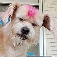 Bella Louise is registered to the contest to win money with this photo: animal, brick_wall, closeup, cute, dog, domestic_animal, ear, face, fluffy, fur, indoor, mammal, pet, pink_dye, portrait, relaxed, sitting, snout, whiskers, window