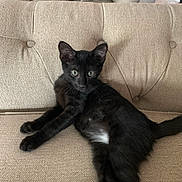 Shadow joined the competition — help win amazing prizes! alert, animal, beige, black_cat, cat, couch, cute, domestic_animal, ears, feline, furniture, indoor, kitten, pet, relaxed, resting, tail, tufted, whiskers, young_animal