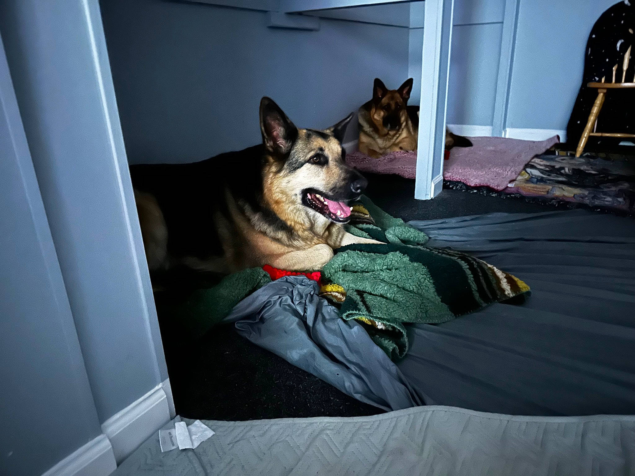 Cesar joined the competition — help win amazing prizes! canidae, carnivore, comfort, companion_dog, dog, dog_breed, dog_supply, door, felidae, flooring, fur, grey, recreation, room, sled_dog, small_to_medium_sized_cats, snout, sporting_group, tree, window