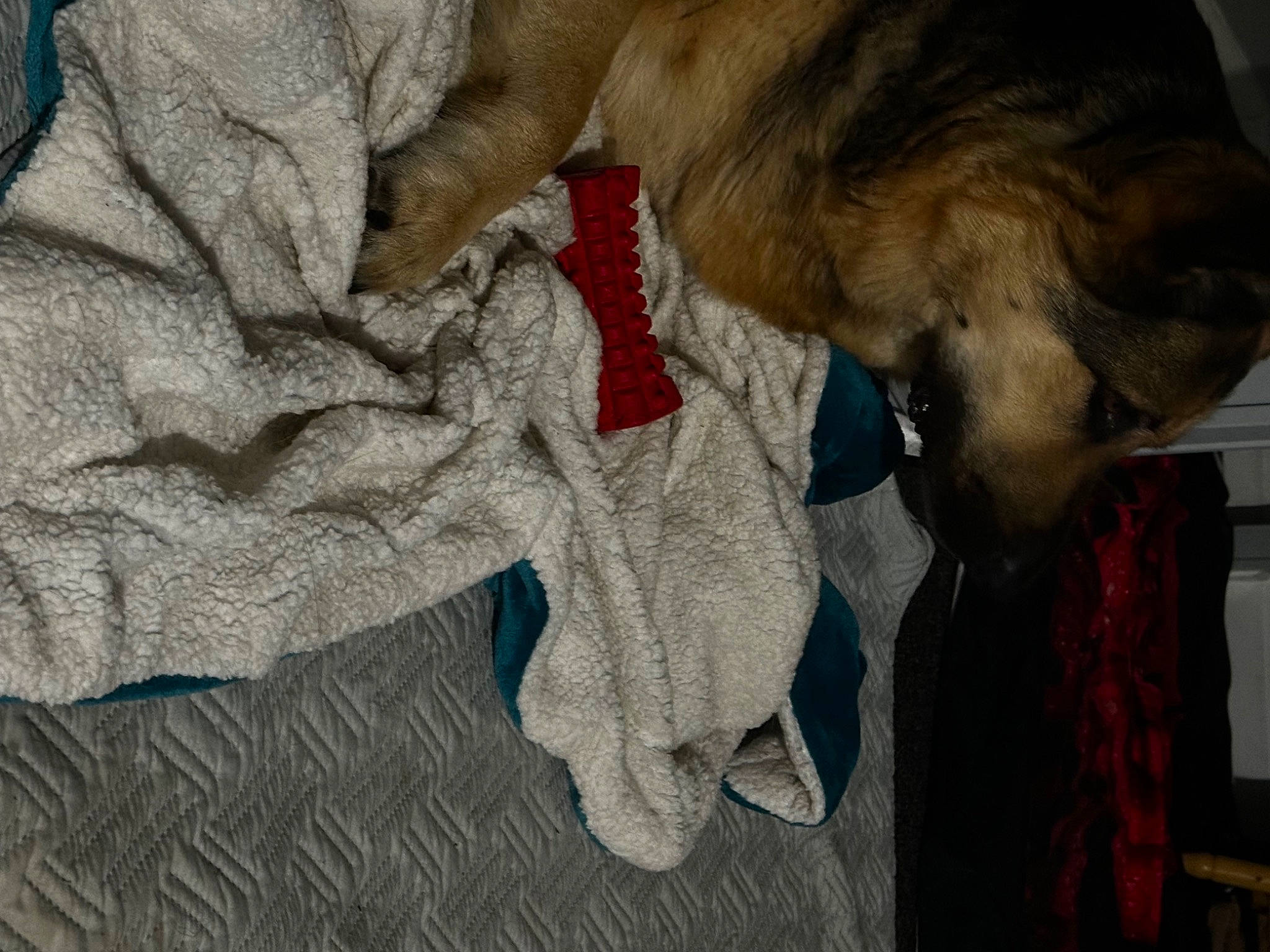 Cesar is registered to the contest to win money with this photo: carnivore, collar, comfort, companion_dog, dog, dog_breed, dog_collar, dog_supply, fawn, fur, grey, leash, linens, liver, paw, sporting_group, tail, wood, working_animal, wrinkle