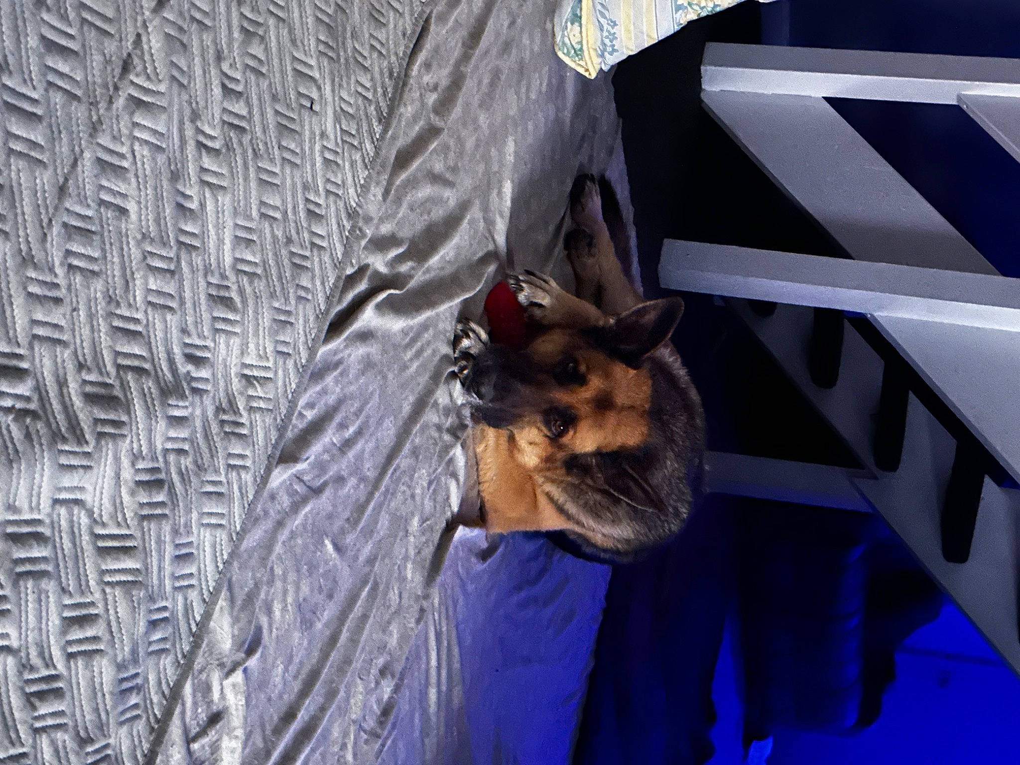 Rex joined the competition — help win amazing prizes! bat, canidae, carnivore, companion_dog, denim, dog, dog_breed, electric_blue, fawn, felidae, fur, mammal, sleeve, snout, sporting_group, vertebrate