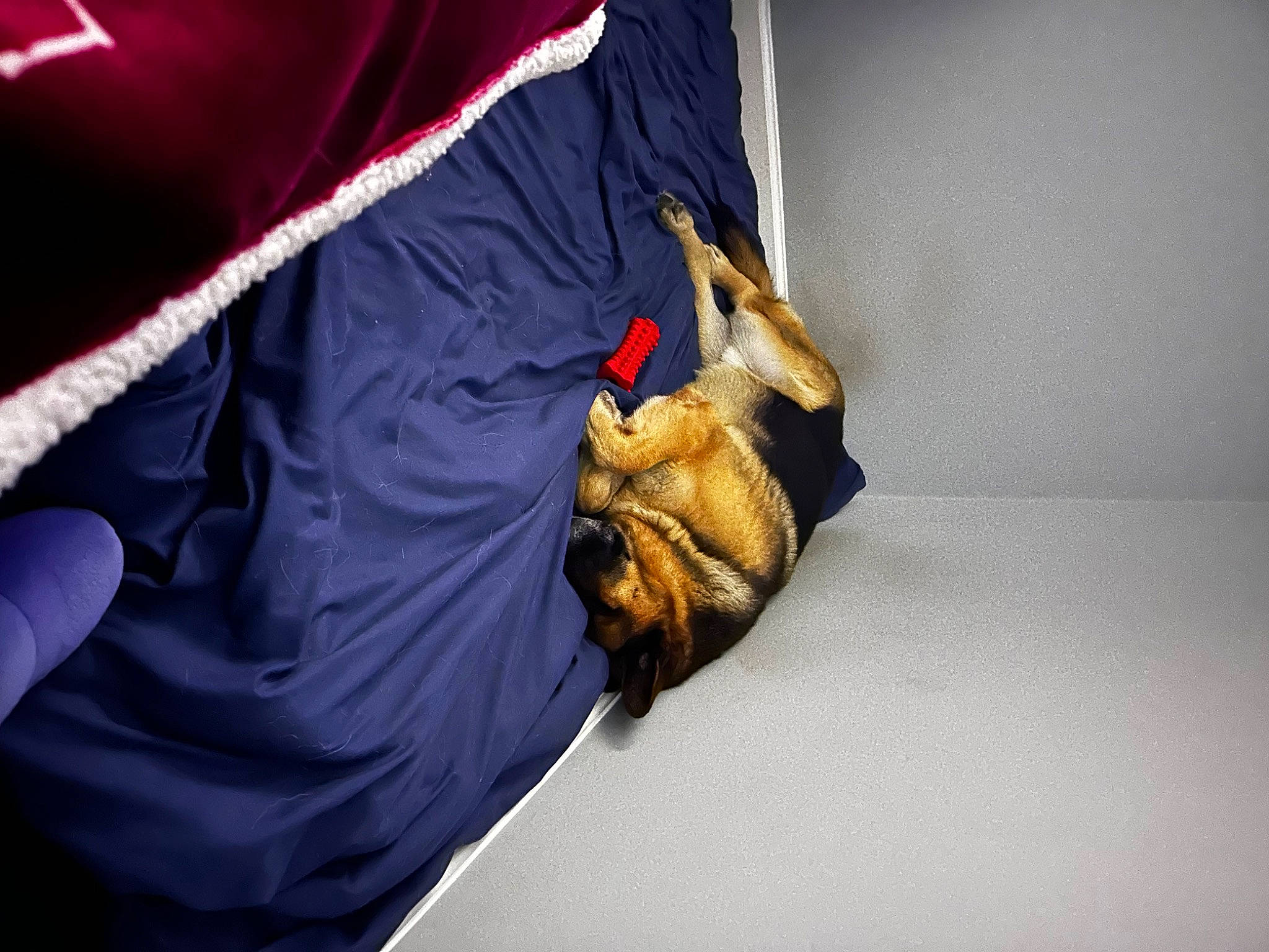 Rex is registered to the contest to win money with this photo: carmine, comfort, elbow, electric_blue, event, fashion_accessory, felidae, finger, gesture, hand, human_leg, knee, leg, linens, magenta, nail, room, sleeve, sportswear, wrist