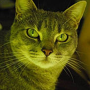 Maya participe au concours pour gagner de l'argent avec cette photo : cat, tabby, gray_cat, green_eyes, close_up, whiskers, pet, animal, feline, indoor, portrait, face, fur, looking_at_camera, ears, cute, domestic_cat, mammal, sitting, focused