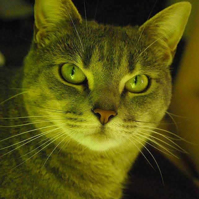 Maya