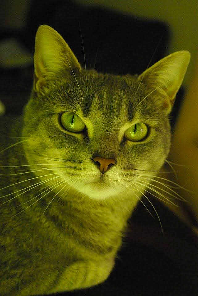 Maya