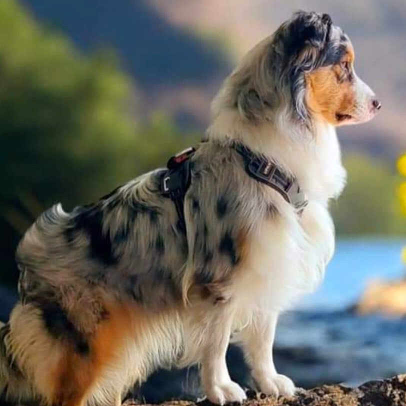 Vasco a rejoint le concours — aidez-le/la à gagner de superbes lots ! accessories, animal, ball, blanket, canine, chihuahua, cockerspaniel, collie, dog, eskimodog, football, hound, leash, papillon, pet, puppy, snout, soccer, soccerball, terrier